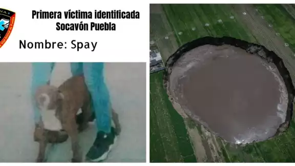 Spay es el nombre del can que cayó al socavón Spay es el nombre del can que cayó al socavón