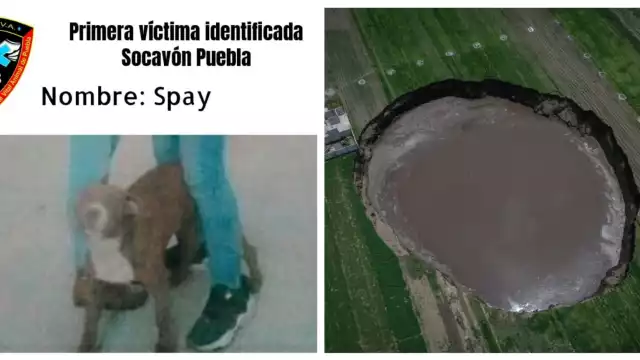 Spay es el nombre del can que cayó al socavón