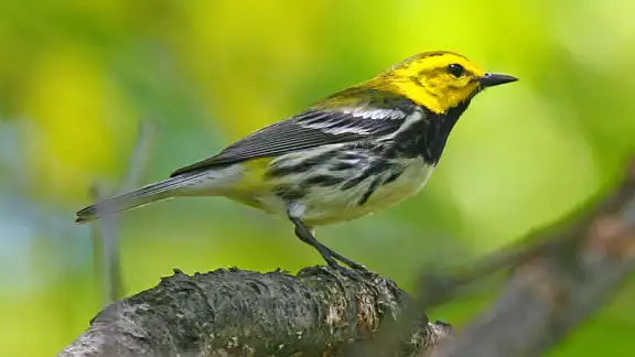 La contaminación lumínica causa desorientación en las aves