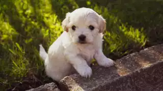 Razas de perros más pequeñas del mundo: ¿Cuáles son y qué tamaño pueden tener?