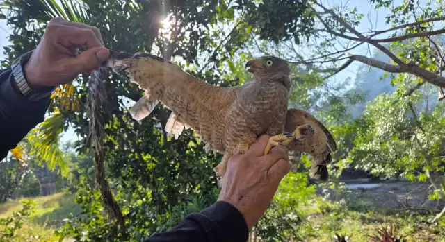 El ave presentaba mutilación de plumas primarias y secundarias