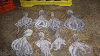 Vinculan a proceso a dos hombres por transportar 461 kilos de pulpo maya en veda en Yucatán