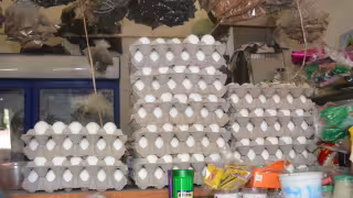 ¿Compras huevo barato? Así puedes saber si es importado o producido en Yucatán