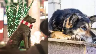 Un perro en el Metro de la CDMX ha sido bautizado como el 'Hachiko de La Raza'