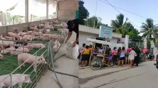 El clembuterol causó la intoxicación de 500 personas en Seyé