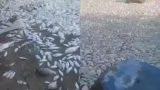 Más de cinco especies de peces recalaron en la Laguna México