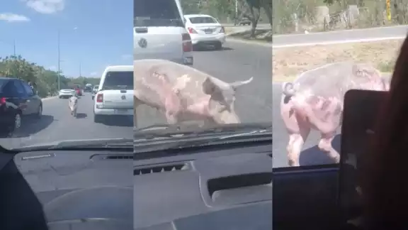 El cerdo corría entre los autos del Periférico de Mérida El cerdo corría entre los autos del Periférico de Mérida