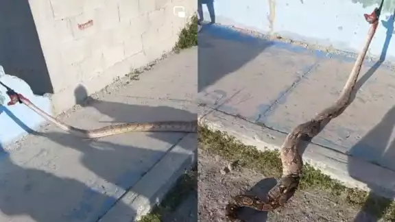 La mujer se encontraba rezando cuando la boa se enganchó a sus pies La mujer se encontraba rezando cuando la boa se enganchó a sus pies