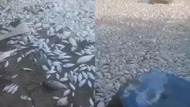 Más de cinco especies de peces recalaron en la Laguna México