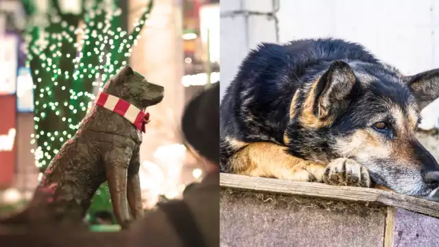 Un perro en el Metro de la CDMX ha sido bautizado como el 'Hachiko de La Raza'