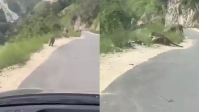 El video del ataque ha sido viralizado en las redes sociales