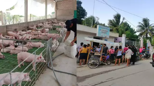 El clembuterol causó la intoxicación de 500 personas en Seyé