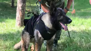 Los restos de Proteo, rescatista canino muerto en Turquía, llegaron a México este jueves