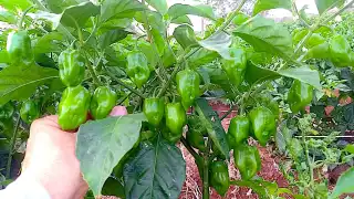     Como plantar tu propio árbol de chiles habaneros en Yucatán    