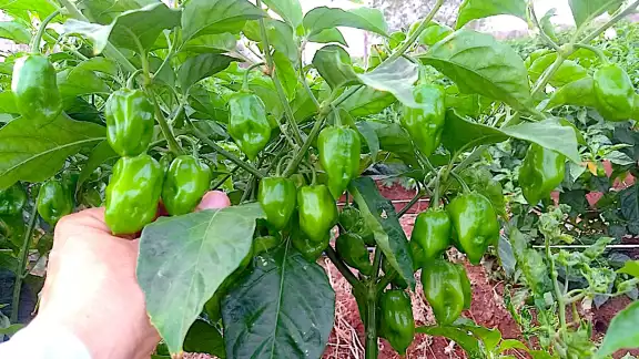 El chile habanero destaca como parte esencial de la gastronomía yucateca El chile habanero destaca como parte esencial de la gastronomía yucateca