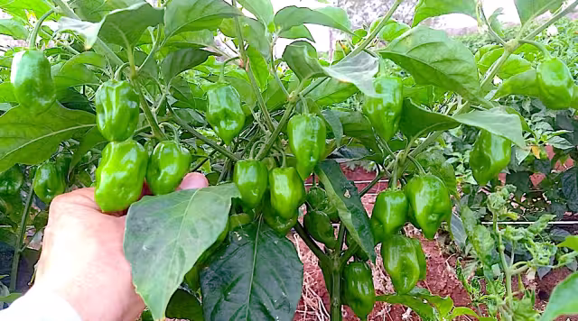 El chile habanero destaca como parte esencial de la gastronomía yucateca
