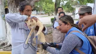 Instalarán más de  250 puestos de vacunación antirrábica gratuita en Yucatán