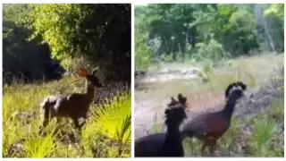 El faisán y el venado son dos de las especies más emblemáticas de la Península de Yucatán