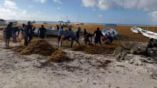 Sargazo llega a Costa de Akumal y activa jornada de limpieza