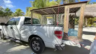 Vecinos de Cancún protegen a sus mascotas en jaulas por temor a ser devorados por jaguares