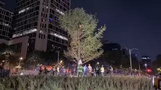 El ahuehuete fue colocado en Paseo de la Reforma la mañana de este domingo