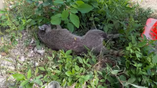 Mapache herido permaneció más de dos horas sin recibir auxilio tras ser atropellado en Tulum