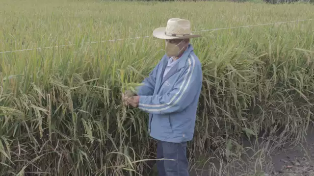 Productores arroceros de Campeche reconocen respaldo de Sheinbaum y pagos rezagados