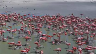 Hubo un incremento de nidos de flamenco en Yucatán con respecto al año pasado