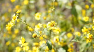 Tahonal, el “oro amarillo” que sostiene a la apicultura en Yucatán