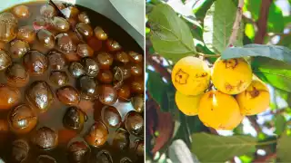 El ciricote se ha convertido en un dulce típico de Yucatán y es preparado en almíbar
