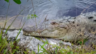 Unicaribe monitorea cocodrilos en lagunas de Cancún ante aumento de avistamientos