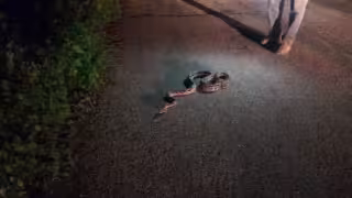 Boa de más de dos metros sorprende a pescadores en la madrugada