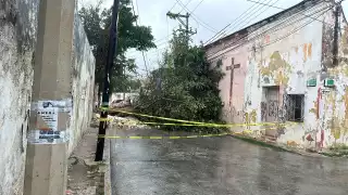 Cae árbol sobre fachada de casa en Santa Ana