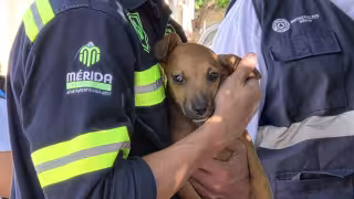 Estas acciones con perros y gatos pueden convertirse en un delito en Yucatán