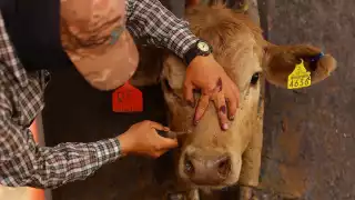 Los ganaderos enfrentan un grave problema por la propagación del gusano barrenador.