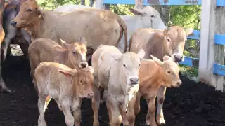 La miasis se expande en la entidad; la Seder trabaja para garantizar el bienestar del hato local