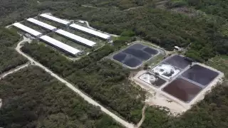 Una de las granjas que se ubica en Homún está asentada en una Reserva Estatal de Cenotes