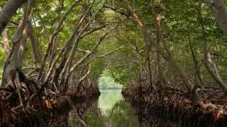 Se registra un 70% de deterioro en los humedales de la Riviera Maya: Ambientalista