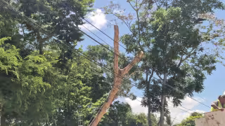 Champotón: Ramas caen sobre cableado eléctrico en El Tajonal