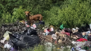 Un lote baldío en la colonia Cuauhtémoc Cárdenas de Champotón opera como un basurero clandestino.