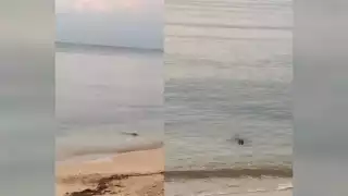 Cocodrilos se dejan ver en playas de Campeche