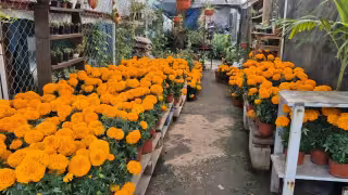 Sube a 70 pesos la flor de cempasúchil en Champotón por Día de Muertos