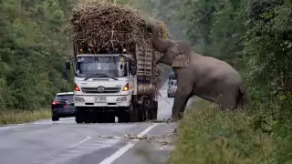 El elefante espera paciente en la orilla de la carretera para robarse la carga