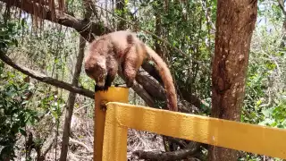 La pérdida de su hábitat ha provocado que los animales busquen alimento y zonas arboladas