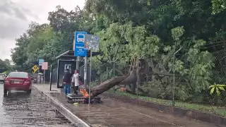Fuertes vientos del Frente Frío 13 derriban un árbol en el Centenario de Mérida
