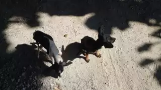 Cada año, alrededor de 200 animales terminan en las calles, en varios puntos de la isla, denunciaron los grupos activistas.