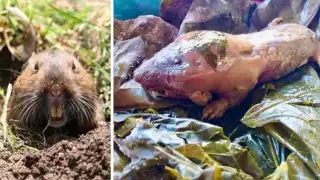 La tuza roedor que se come enterrado en Yucatán