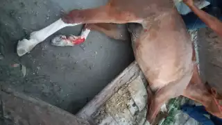 Debido a las heridas, el caballo murió minutos después