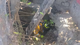 Rescatan a dos perros en condiciones de maltrato en la colonia Forjadores de Playa del Carmen