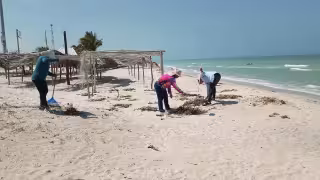 Sabancuy da lucha y retira sargazo de su playa en víspera de Semana Santa